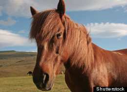 Shutterstock