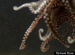 Unlike other octopus species, Larger Pacific Striped Octopuses mate in an intimate clinch with their beaks and suckers pressed against each other