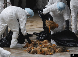 Health workers slaughter chickens at a wholesale poultry market in Hong Kong Wednesday, Dec. 21, 2011. Hong Kong health authorities are slaughtering more than 17,000 chickens at a market after a chicken carcass there was found to be infected with bird flu. (AP Photo/Kin Cheung)