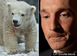 A Tory MP has used the findings of U.S. climate skeptics to conclude the global polar bear population is flourishing. (CP/Shutterstock)