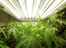 Medical marijuana is growing the penny stocks of several junior miners (CP)