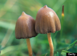 The man told investigators he had ingested hallucinogenic mushrooms (file picture)