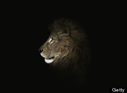 An 18-year-old Montreal woman is recovering after she was attacked by a lion. GETTY