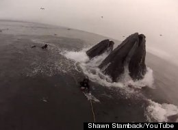 Two whales almost eat divers near the coast of California in an incredibly close encounter. (Photo via Shawn Stamback/YouTube)