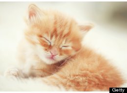 File photo: A cat fed a strict vegan diet almost died in Australia (not pictured).