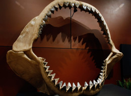 One of the world's largest set of shark jaws comprised of about 180 fossil teeth from the bus-sized prehistoric species Carcharocles megalodon on display at the Venetian Resort Hotel Casino in Las Vegas, Nevada. (Photo by Ethan Miller/Getty Images)