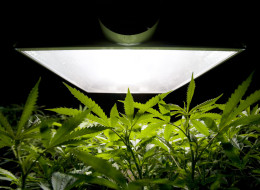 Medical Marijuana
