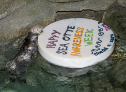 The Shedd Aquarium's sea otters enjoy a special cake for Sea Otter Awareness Week.