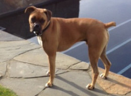 Jaxsin, a dog belonging to Real Housewives of Vancouver star Ronnie Negus, has been missing since Nov. 14.