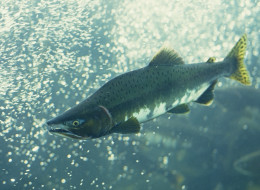 A salmon hatchery in Port Moody that supplied thousands of chum and coho salmon to Mossom Creek and other streams has burned to the ground.