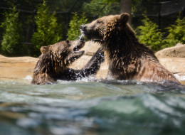 Grizzly bears may have less trouble finding mates in the Creston Valley now that the Nature Conservancy of Canada is adding 150 hectares to a conservation corridor that runs through the Creston Valley.