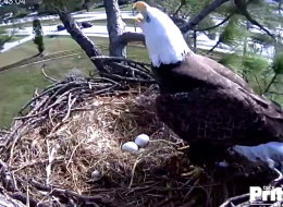 Harriet and Ozzie's eggs are expected to hatch around Christmas. Photo by Southwest Florida Eagle Cam Foundation