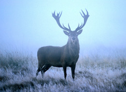 The B.C. communities of Oak Bay and Invermere are going ahead with culls to control their deer populations.