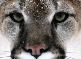 An injured cougar turned on its pursuers, killing one tracking dog and hurting another despite having a wire wrapped around its paw.