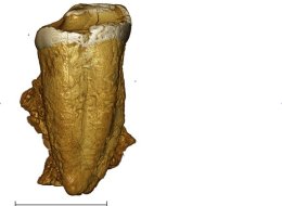 A tooth thought to belong to a Neanderthal is actually from a medieval human.