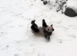 Da Mao, one of the two pandas currently housed at the Toronto Zoo, was caught on camera rolling around his exhibit after a fresh snowfall.
