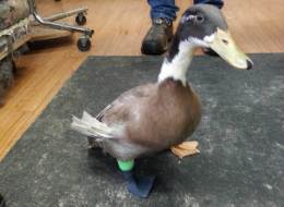 Dudley's 3D leg has boosted his confidence and helped him walk upright again.