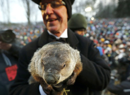 La marmotte Punxsutawney Phil, lors du jour de la marmotte 2013, à Punxsutawney (AP Photo/Keith Srakocic)