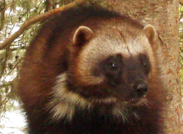 Two wolverines have been spotted on Princess Royal Island in B.C.'s Great Bear Rainforest.