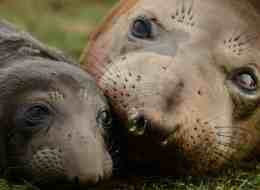 An elephant seal pup born at B.C.'s Race Rocks Ecological Reserve has been seen around the world.