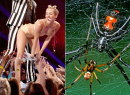 Black widow spiders