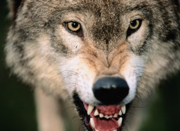 A donkey fought off a wolf in Qualicum Beach as concerns heighten about the presence of the carnivores on Vancouver Island.