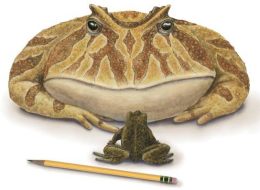 A new analysis finds that the devil frog, Beelzebufo ampinga, was slightly smaller than previously thought, had massive spikes protruding from its skull, and a plate of body armor on its back that may have helped it fend off predators.