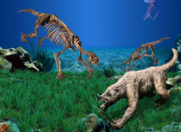 Skeletons and restoration of Thalassocnus, the marine sloth.