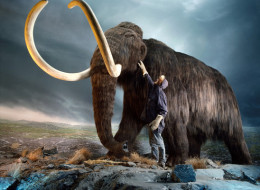 This photo shows a museum worker inspecting a replica of a woolly mammoth (Mammuthus primigenius), a relative of modern elephants that went extinct 3,000 to 10,000 years ago.