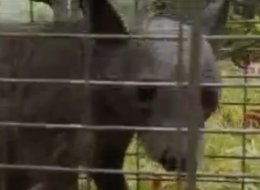 El animal no tiene pelo, tiene grandes garras, muchos dientes y un gruñido feroz.