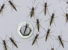 Small Flies In Toronto Swarming In Black Orgy Clouds