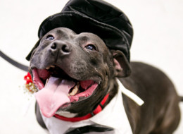 Tippy the Tank wants to go home with you! He's been waiting, at the Baltimore Humane Society. Adorable photo by Mary Swift