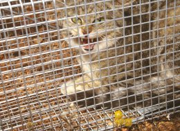 A feral cat is pictured in a trap in Western Australia.