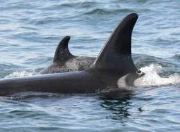 Springer — or A73 — was two in January 2002 when she was found in Puget Sound, near Seattle, ailing and separated from her pod of northern resident killer whales.