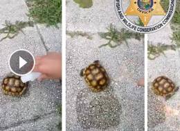Images from an video of a Florida gopher tortoise being set on fire and killed.