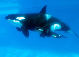 SeaWorld's stock tanked today amid reports surrounding California legislation that could force the company to release killer whales to the wild.