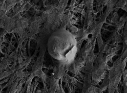 A coccoid-shaped microbe with an attached sediment particle from subglacial Lake Whillans.