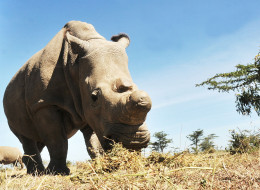 Mort au Kenya d'un rarissime rhinocéros blanc du Nord: la sous-espèce est au bord de l'extinction / En photo, un rhinocéros blanc du Nord dans la réserve d'Ol Pejeta en août 2012
