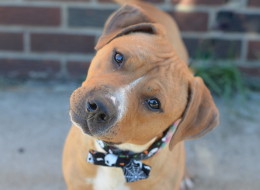 Animal Care & Control of NYC