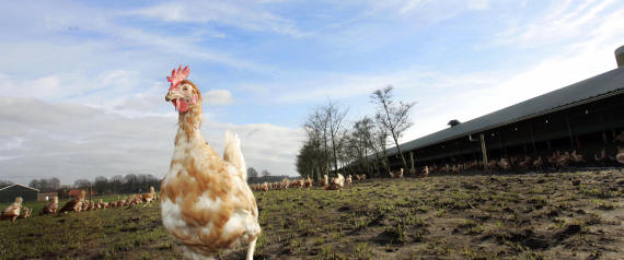 BIRD FLU NETHERLANDS