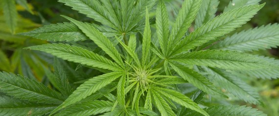 n-MARIJUANA-PLANT-large570.jpg