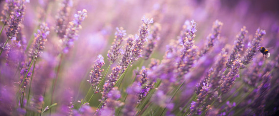 LAVENDER