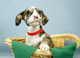 This Animal Shelter Now Brings Snuggly Kittens And Puppies To Florida Offices