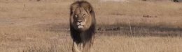 Image for 「ジンバブエで最も有名なライオン」を射殺、頭を切り落とす　ハンターに非難殺到