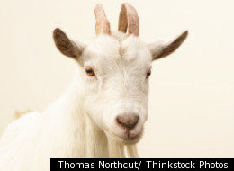 Jesus, a goat in Norway, was saved from meeting his maker despite chasing a mother and child up a tree and butting a police officer.