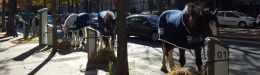 Image for Des chevaux aux bornes Autolib dans le 16e arrondissement de Paris