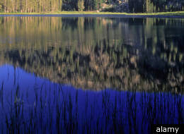 alamy