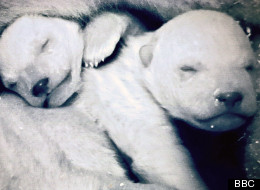 Frozen Planet Fakery: Attenborough Has Defended The Fact That The Polar Bear Cubs Were Actually Born In German Zoo