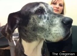 Three Great Danes and one blue pit bull were ordered to appear this week in the animal neglect trial of their owners, Wayne Martin and Layne Woods. The Portland residents are accused of failing to give two of the dogs adequate veterinary care.