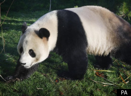 Tian Tian the panda at Edinburgh Zoo